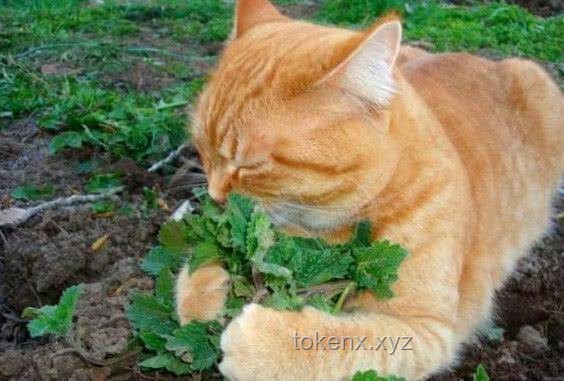 断眉找到了属于自己的猫薄荷：全面指南